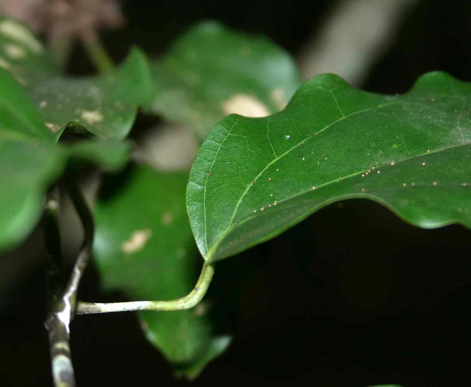 Tiliacora funifera