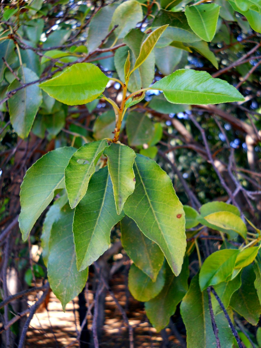 Prunus africana