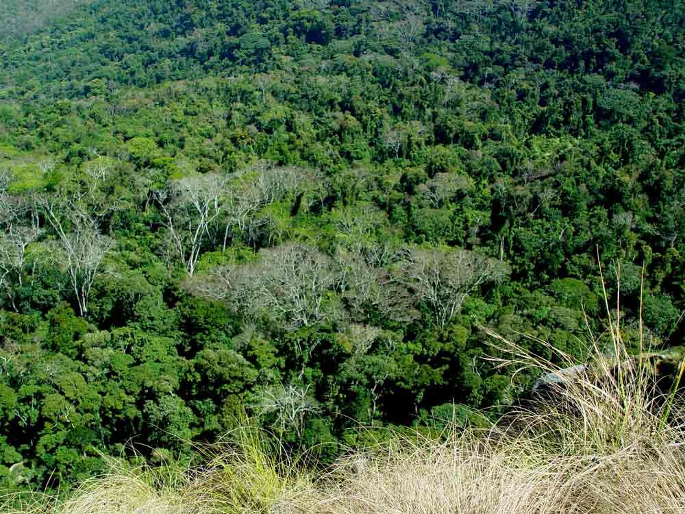 Albizia gummifera