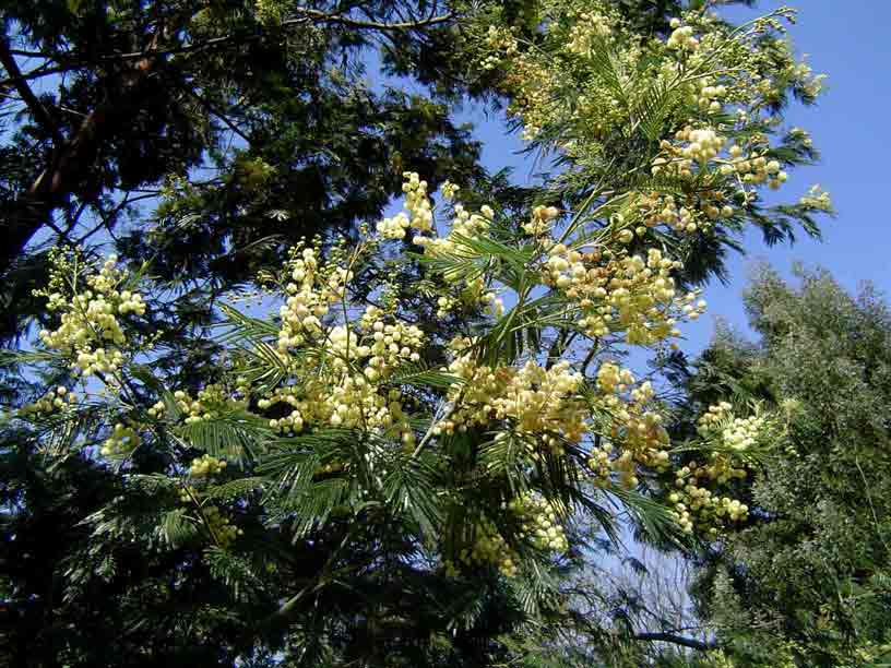 Acacia mearnsii