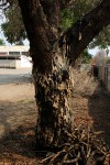 Acacia sieberiana var. woodii