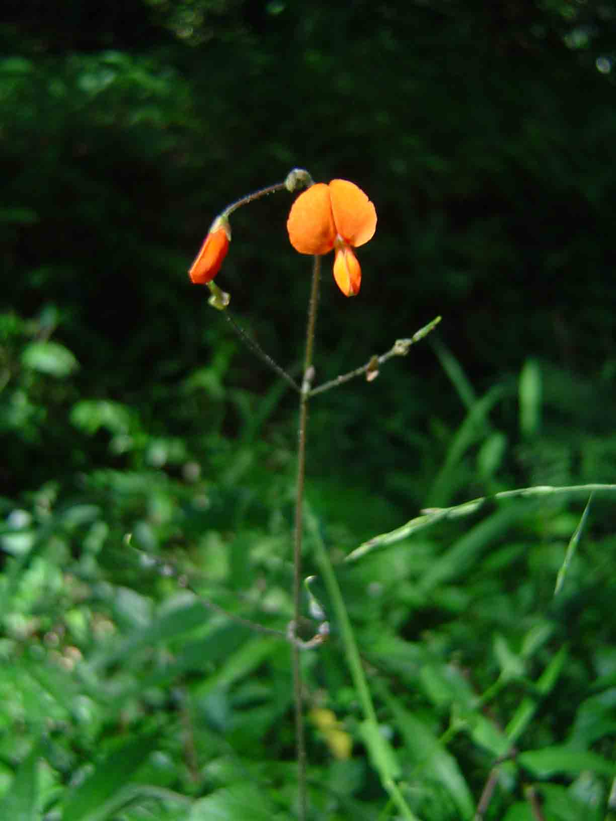 Hylodesmum repandum