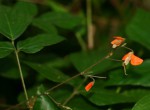 Hylodesmum repandum