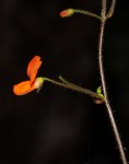 Hylodesmum repandum