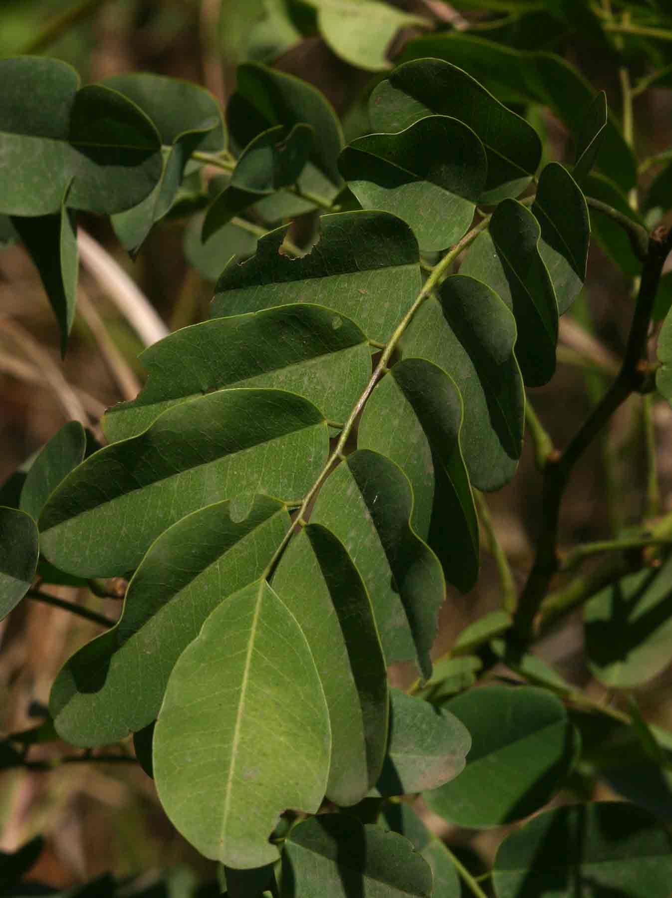 Dalbergia lactea