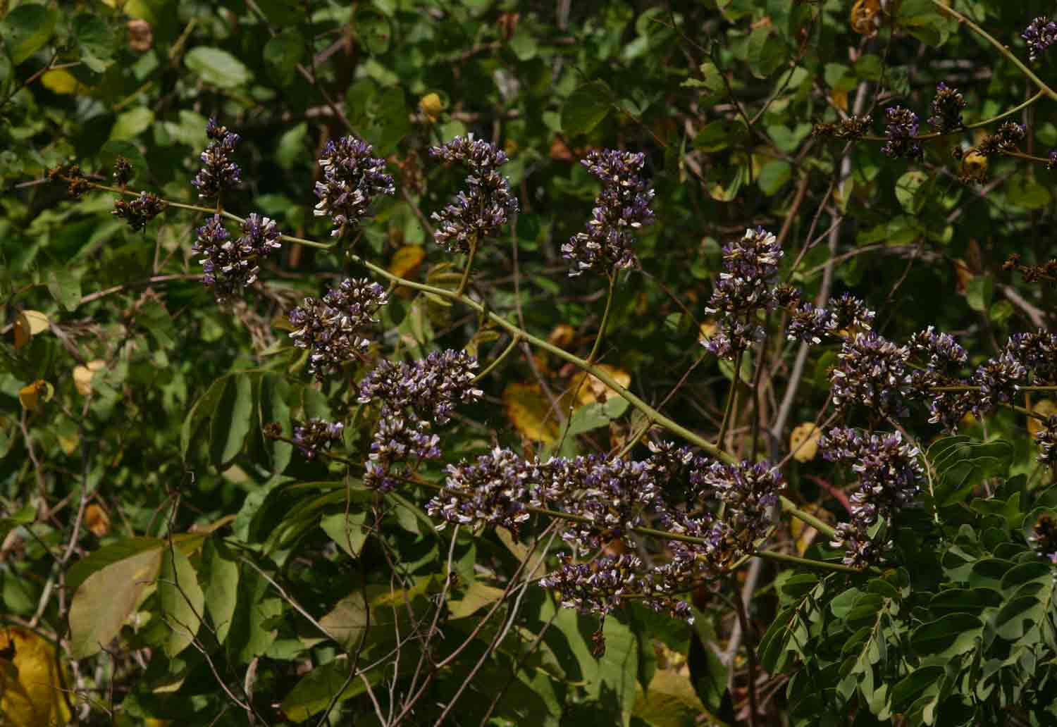 Dalbergia lactea