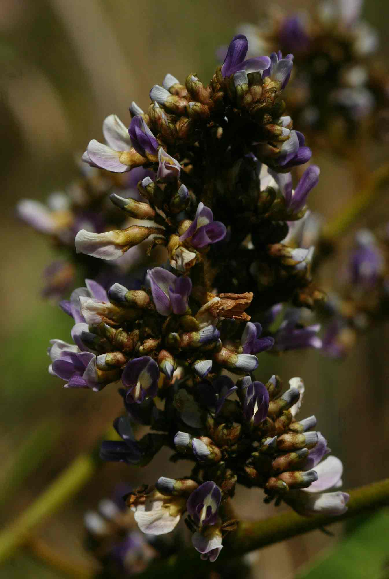 Dalbergia lactea