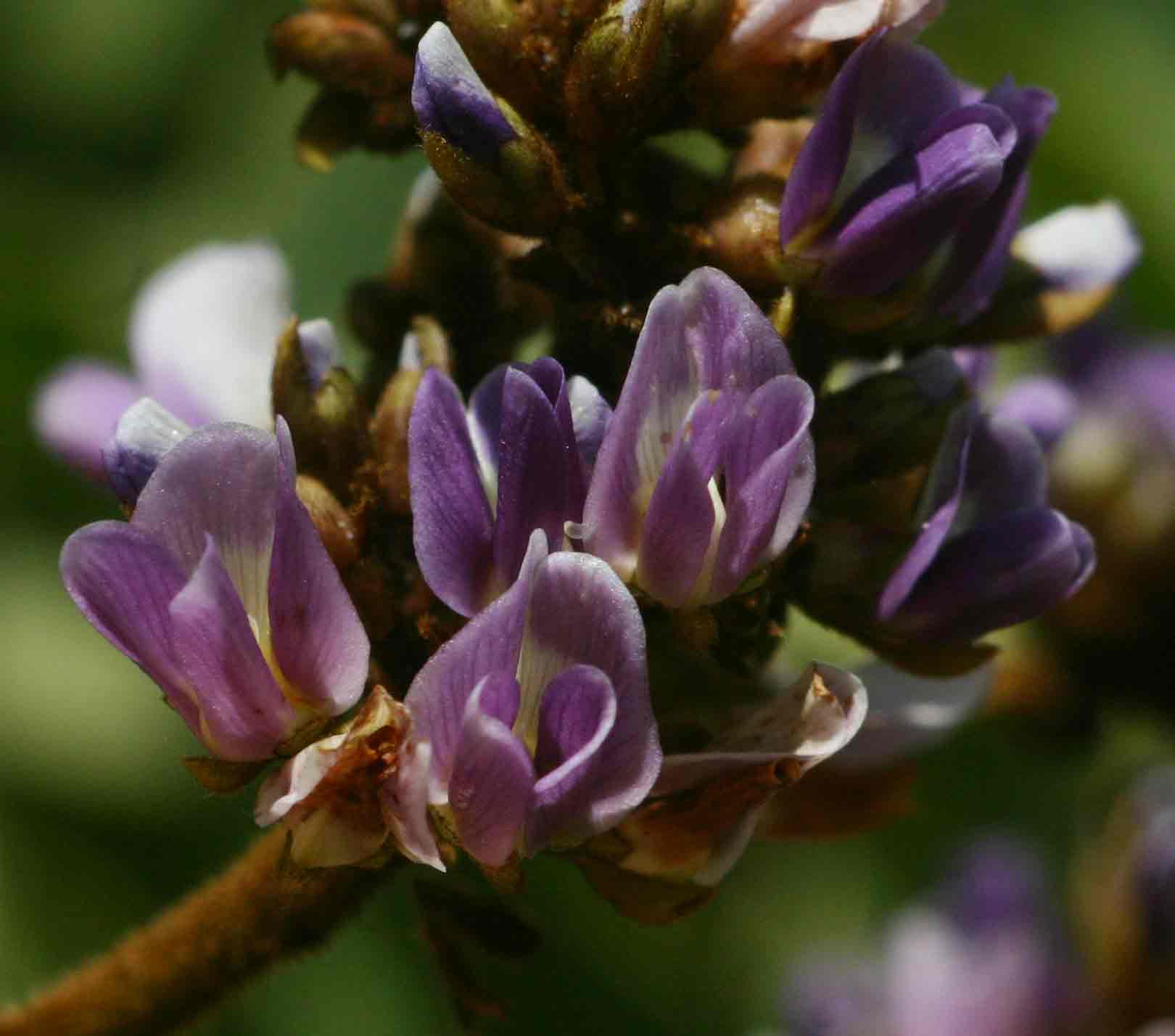 Dalbergia lactea