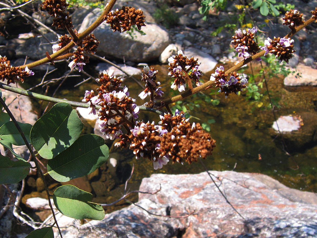 Dalbergia lactea