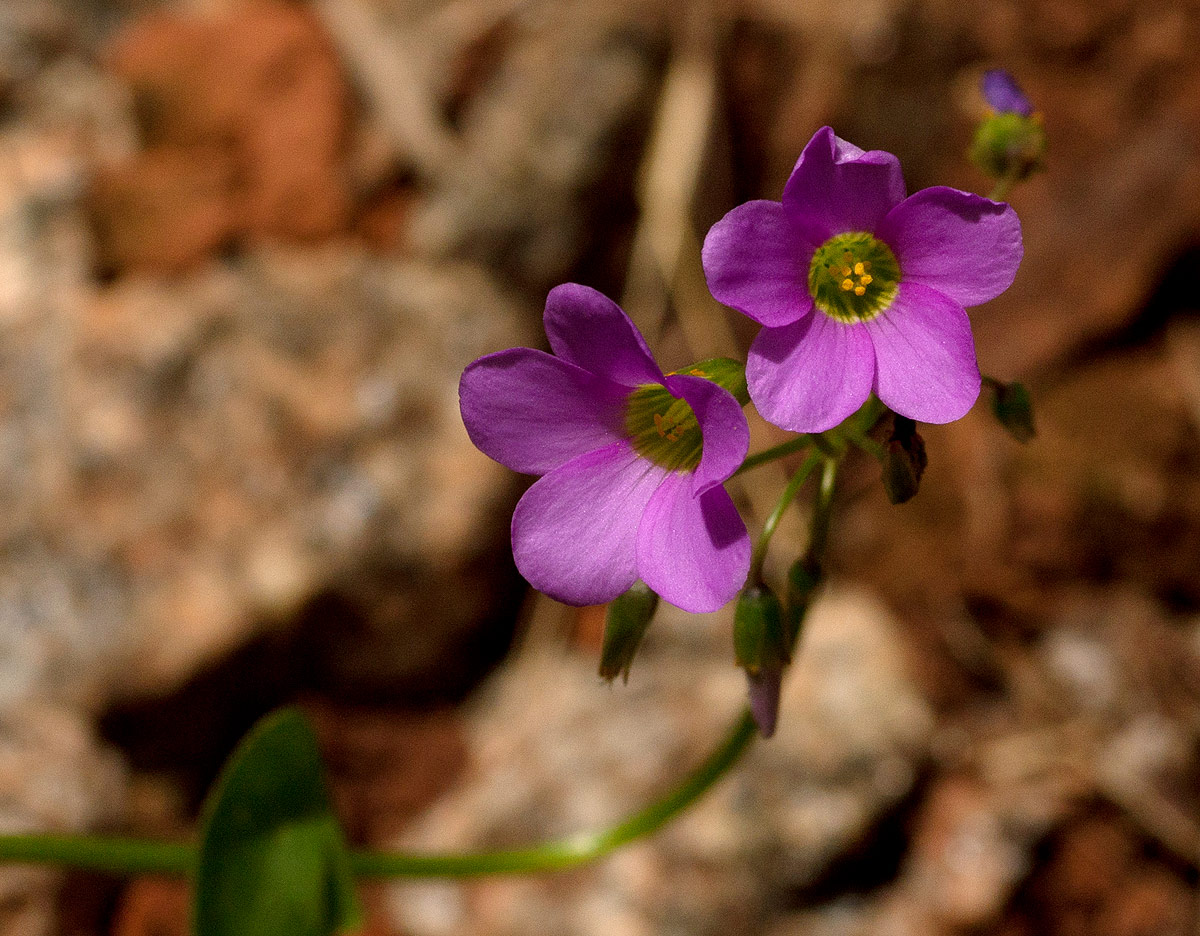 Oxalis latifolia