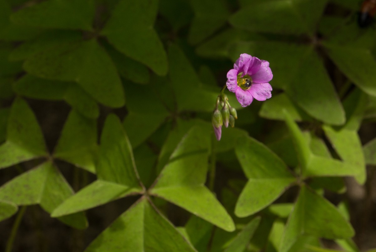 Oxalis latifolia