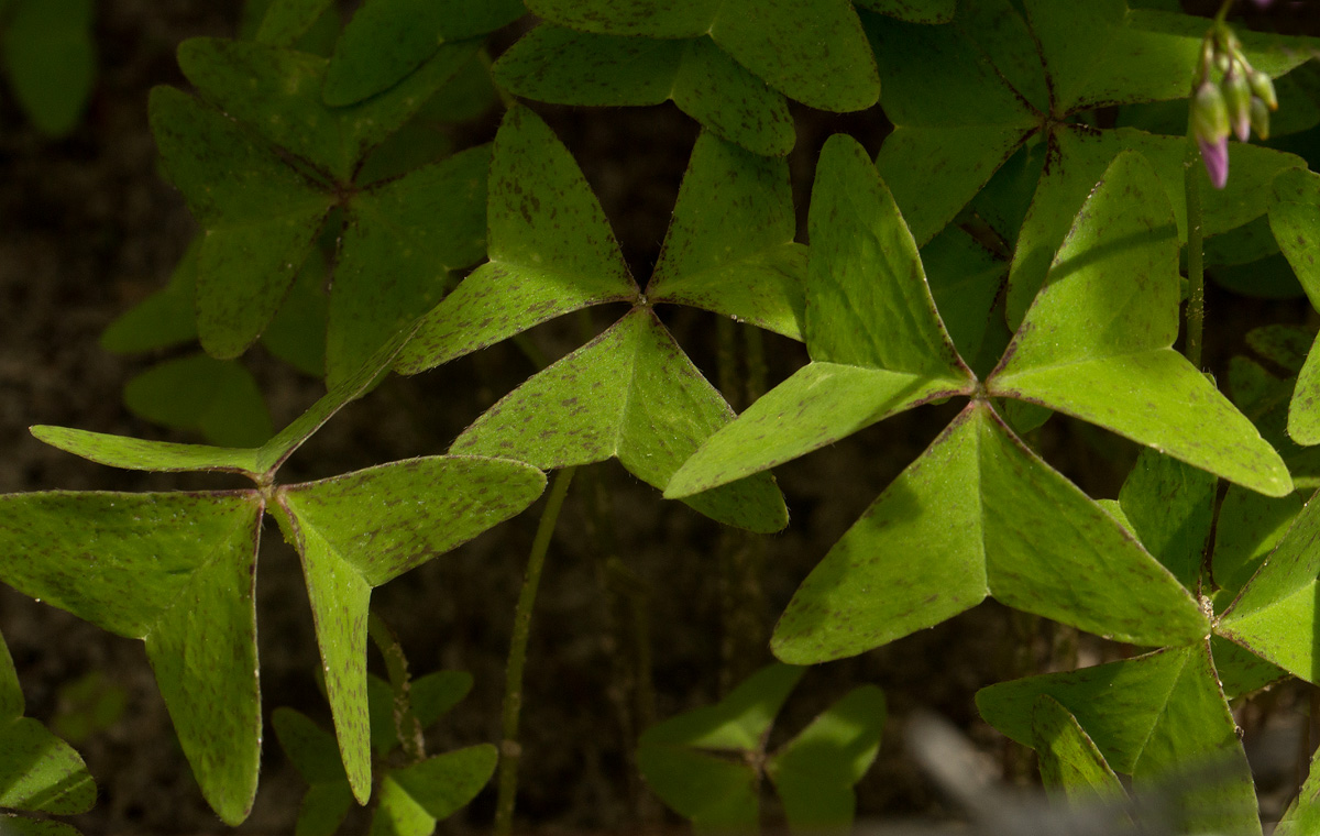 Oxalis latifolia