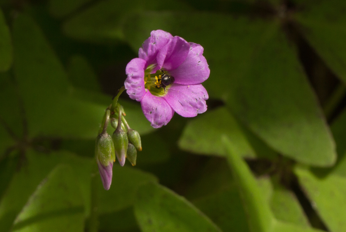 Oxalis latifolia