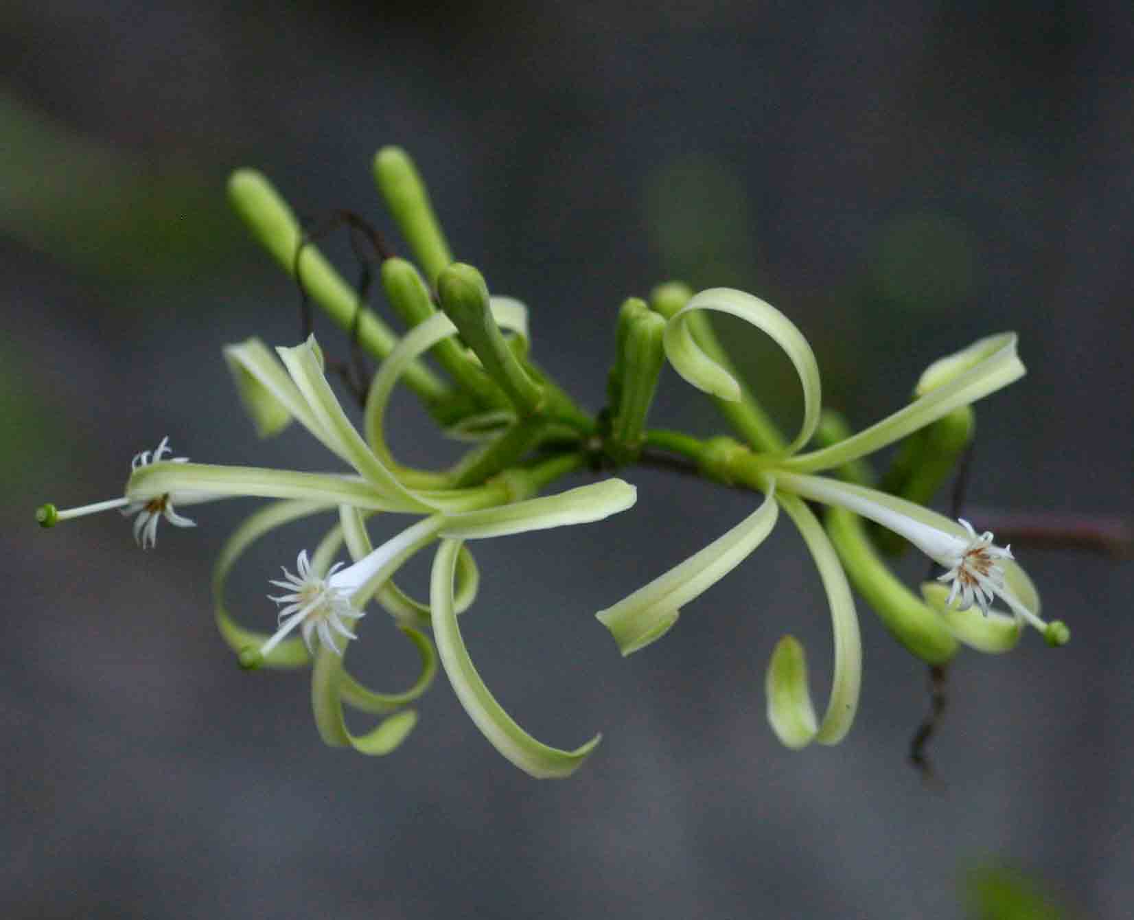 Turraea floribunda Turraea floribunda