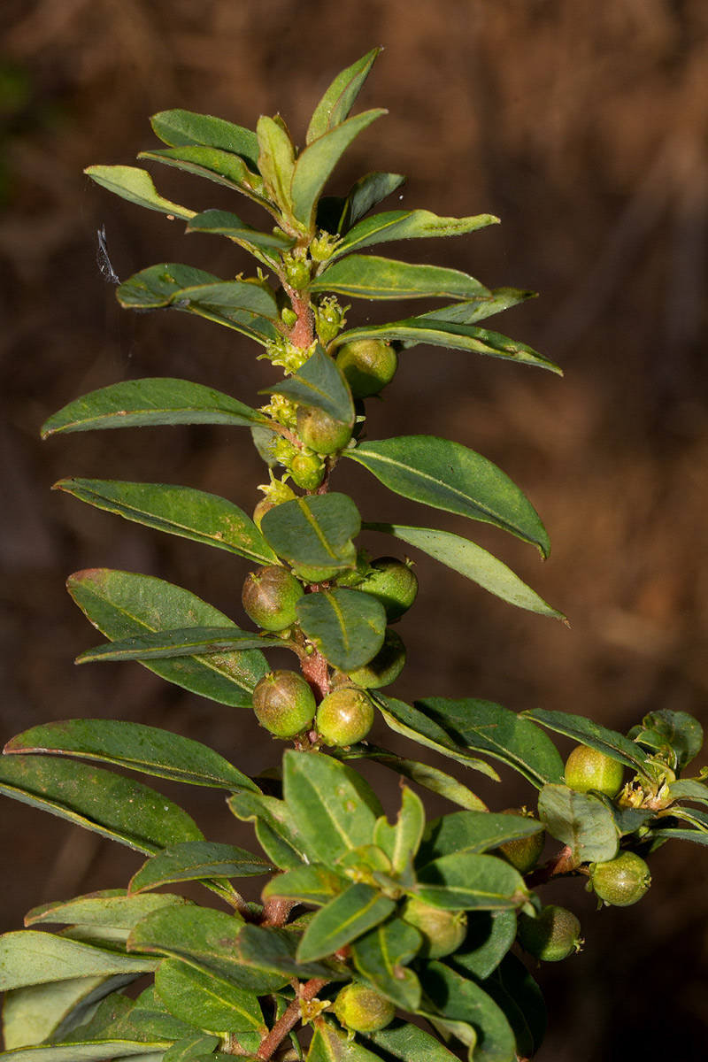 Clutia paxii