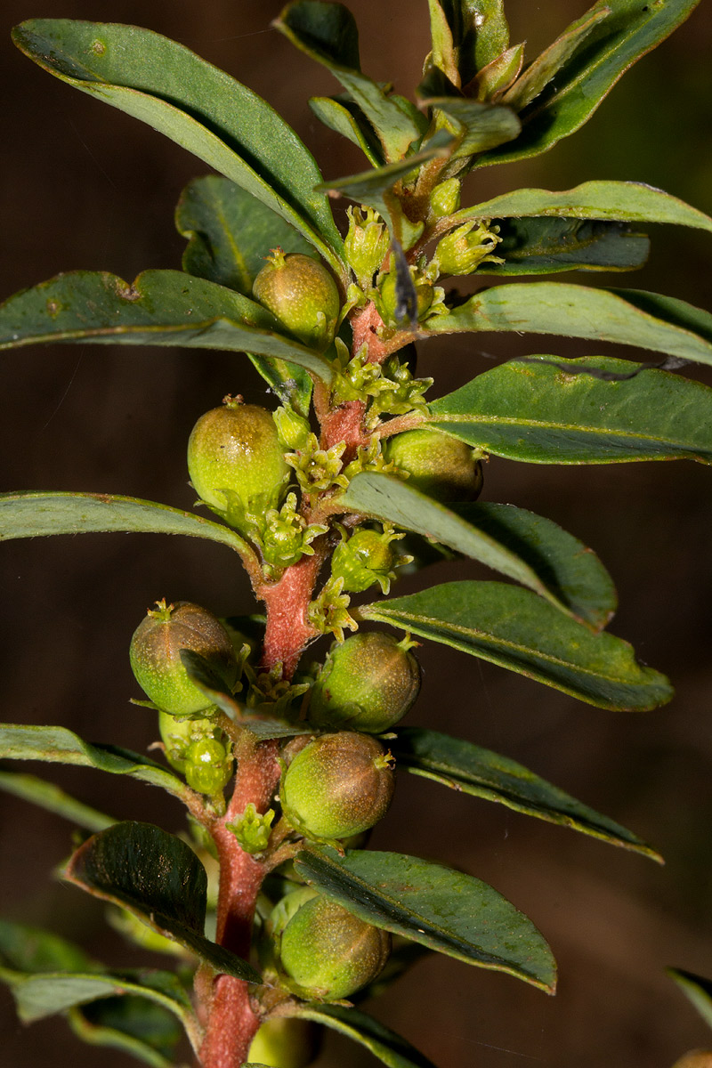 Clutia paxii