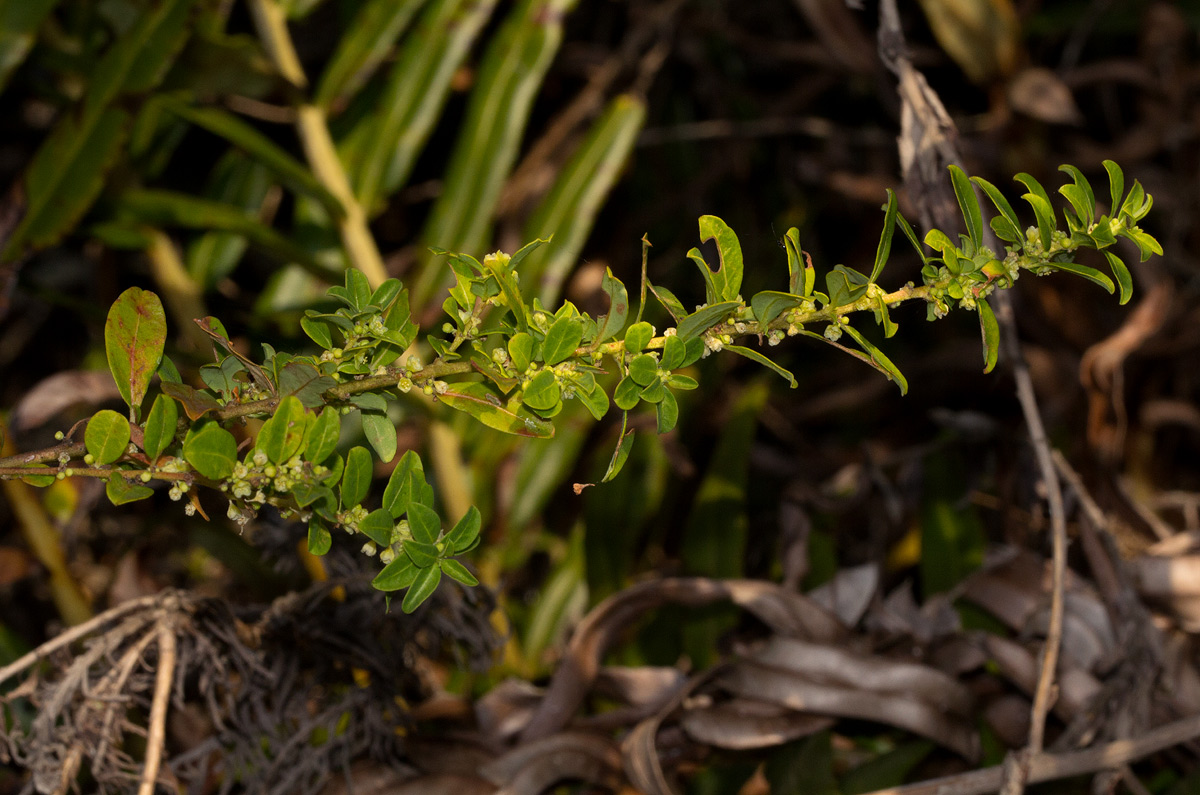 Clutia paxii