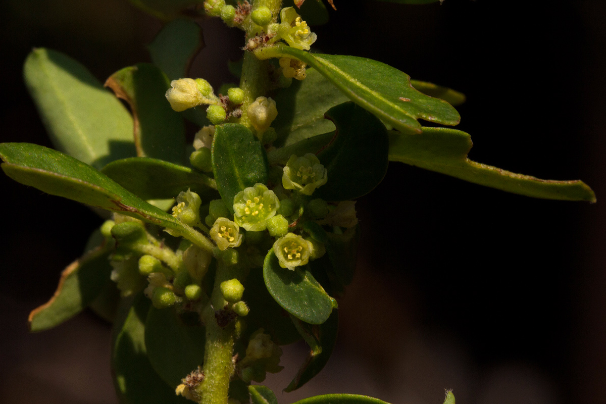 Clutia paxii