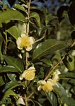 Camellia sinensis