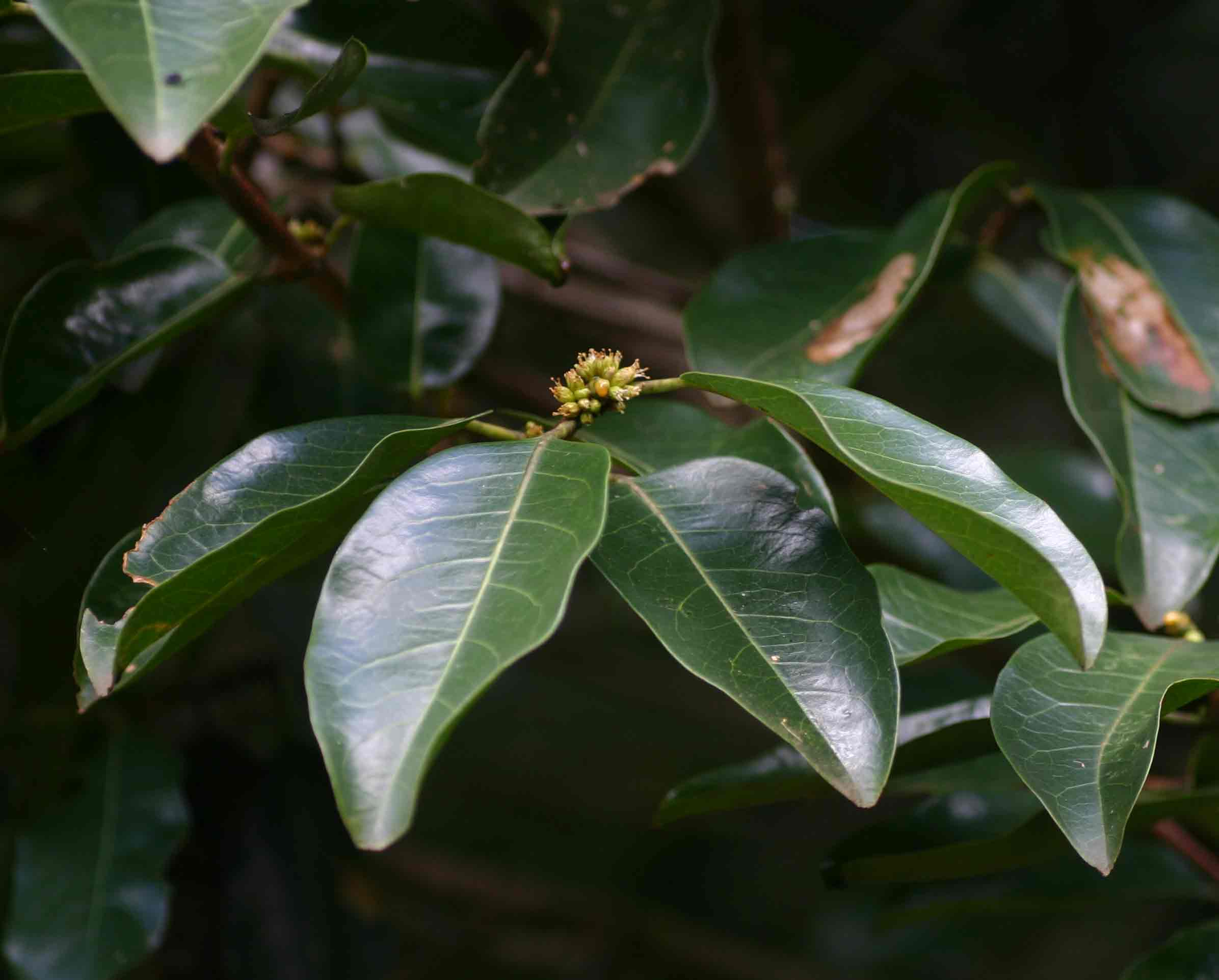 Cassipourea gummiflua var. verticillata