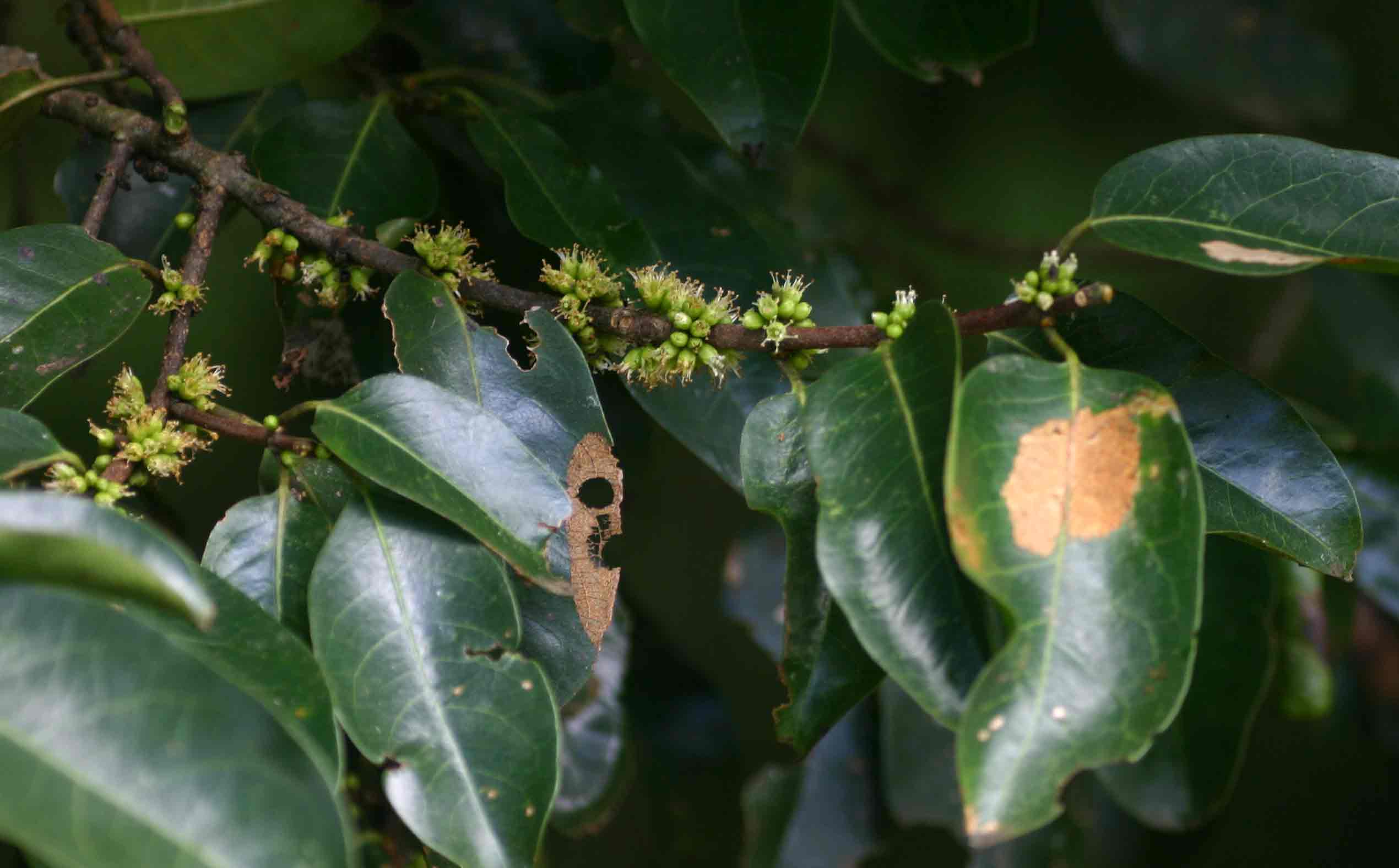 Cassipourea gummiflua var. verticillata