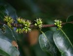 Cassipourea gummiflua var. verticillata