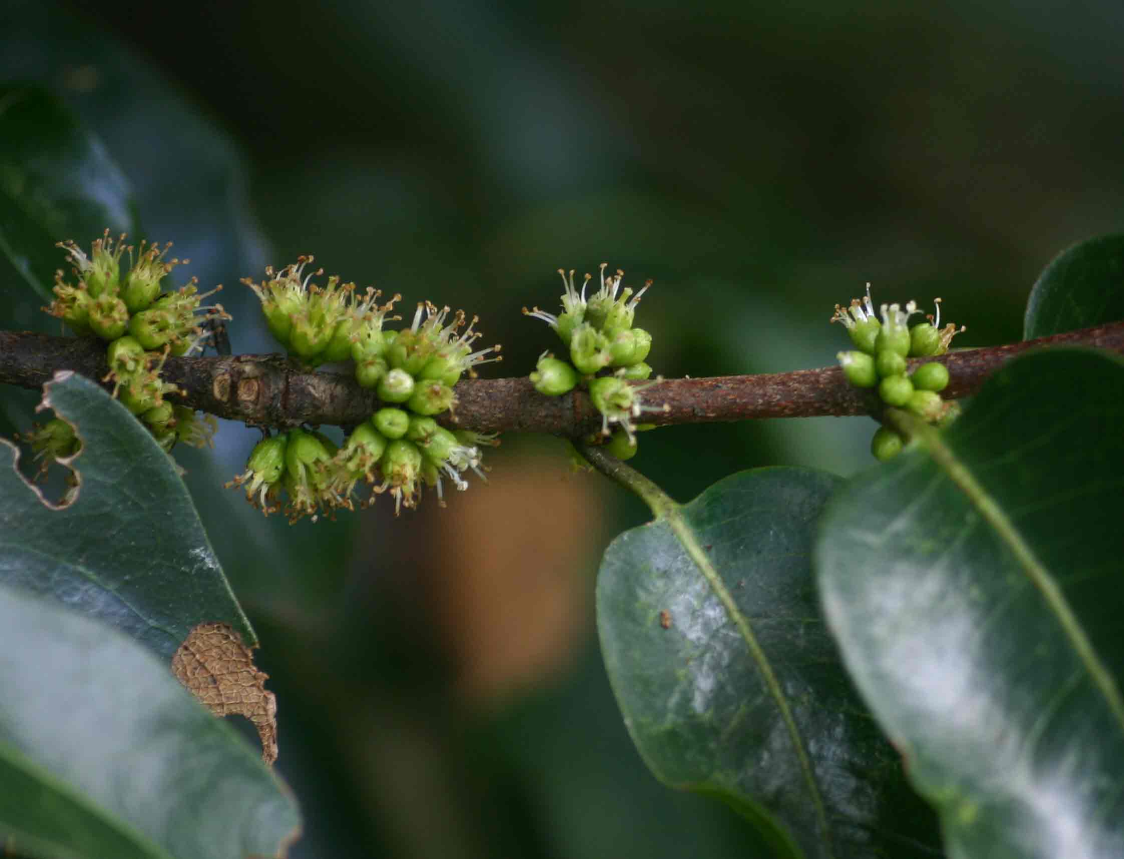 Cassipourea gummiflua var. verticillata