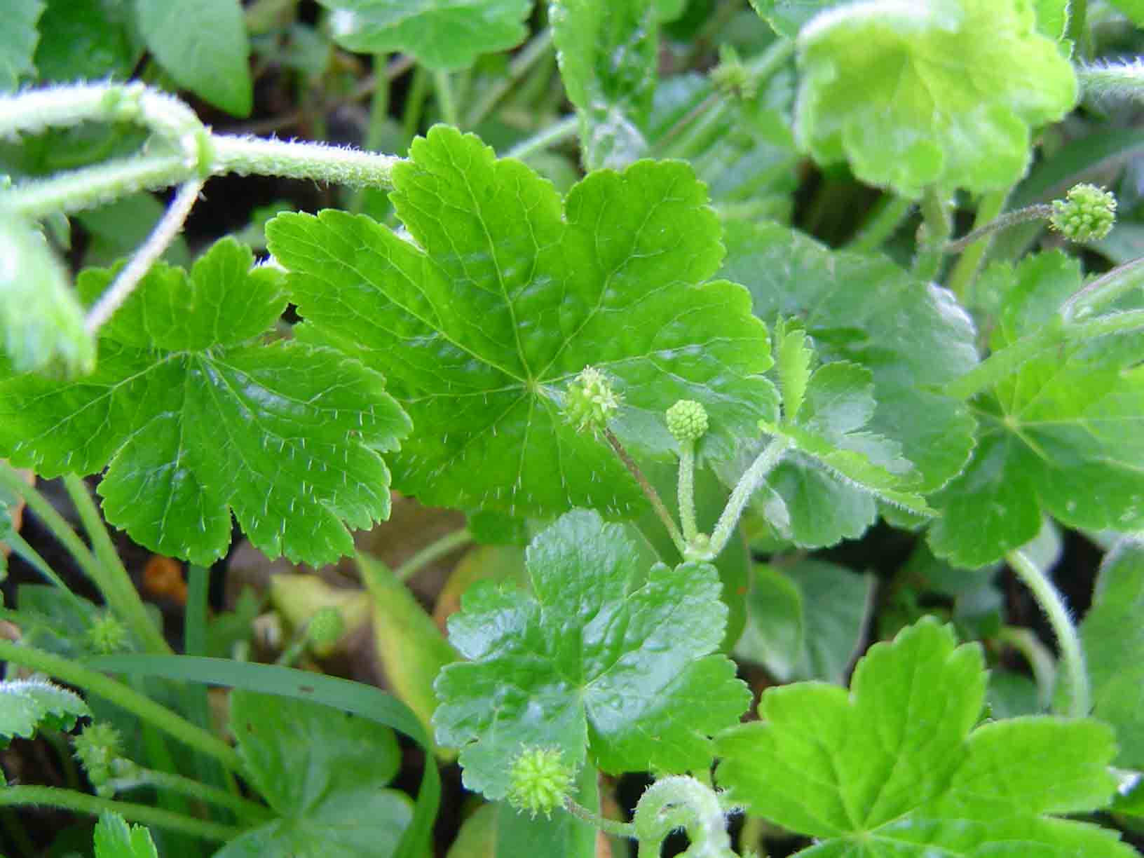 Hydrocotyle mannii