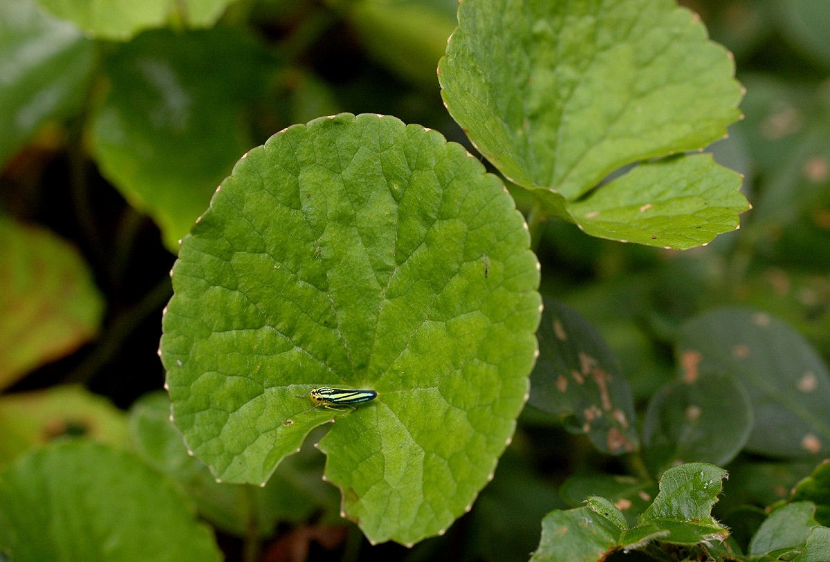 Centella asiatica