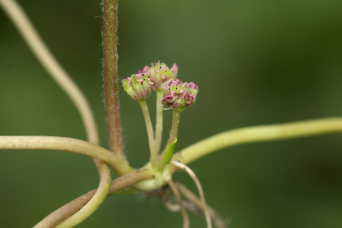 Centella asiatica