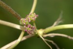 Centella asiatica