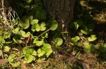 Centella asiatica