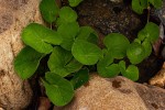 Centella asiatica