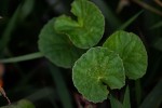 Centella asiatica