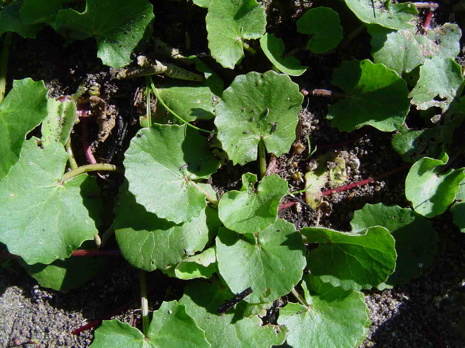 Centella asiatica