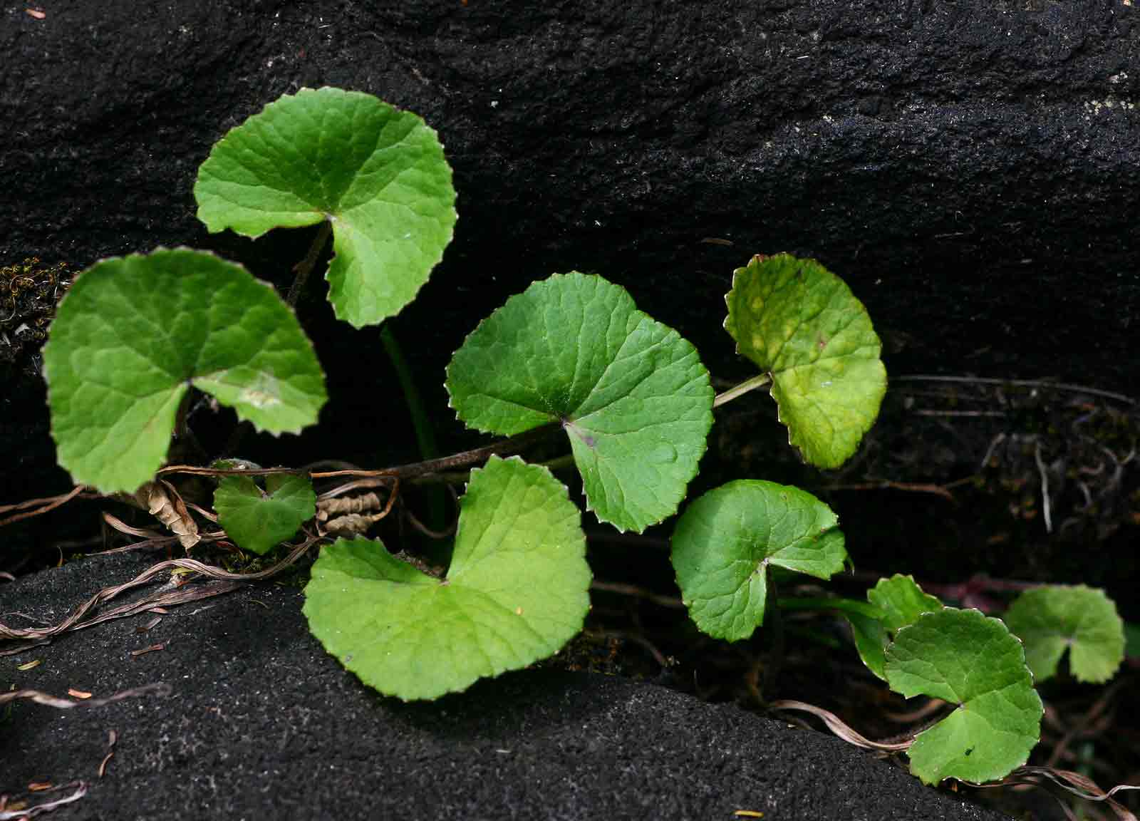 Centella asiatica