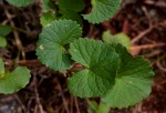 Centella asiatica