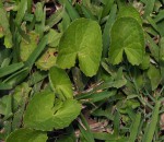 Centella asiatica