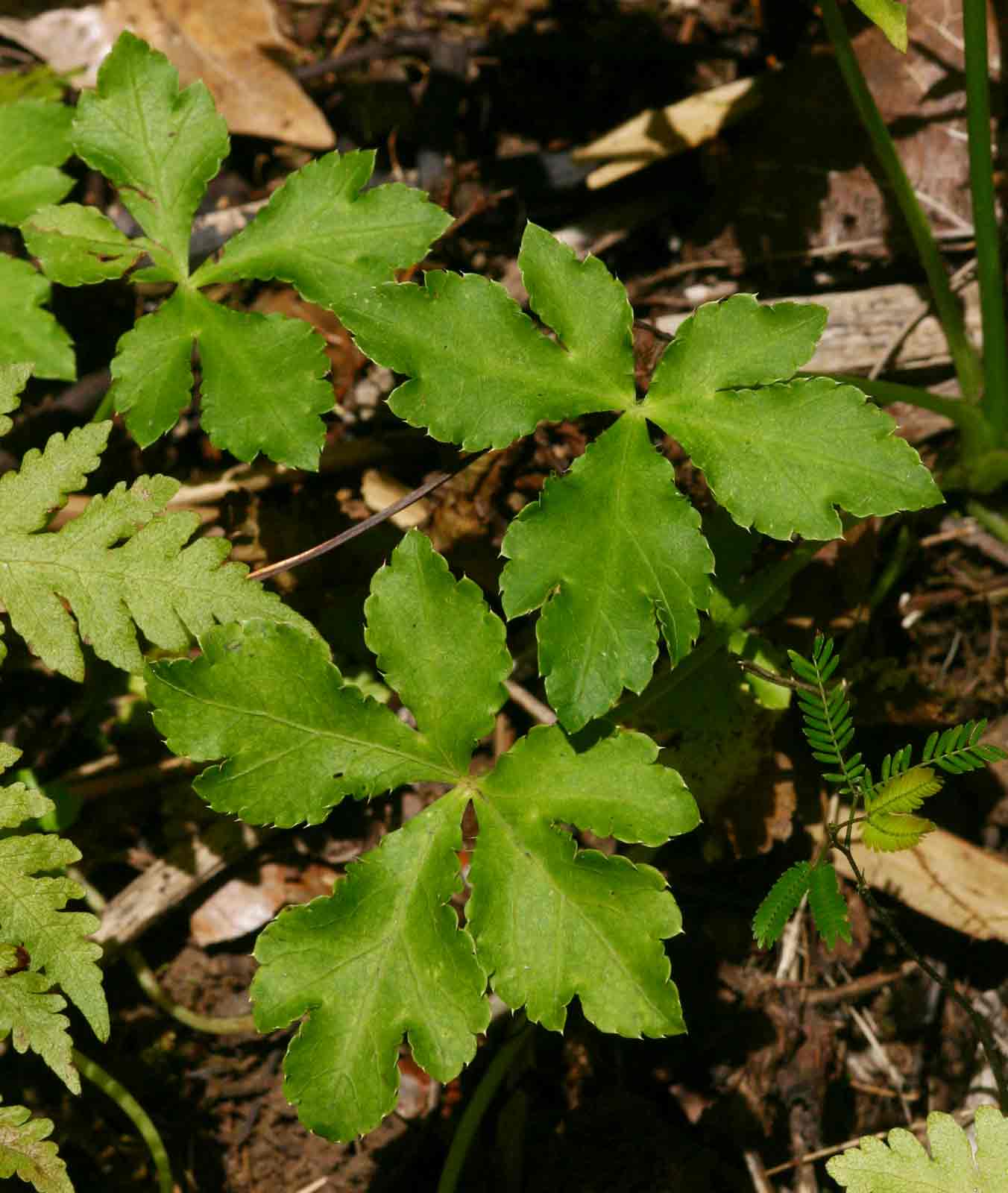 Sanicula elata