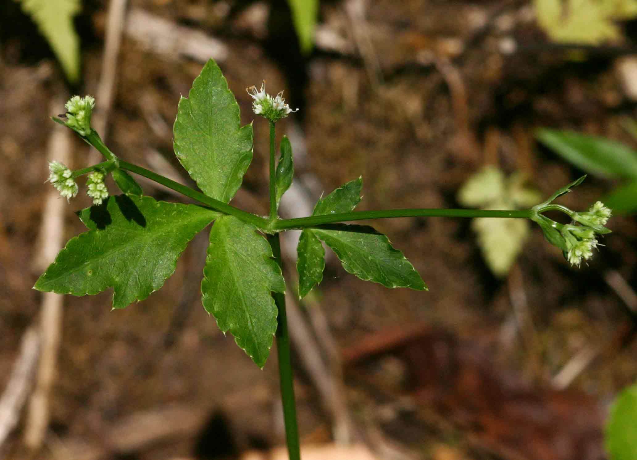 Sanicula elata