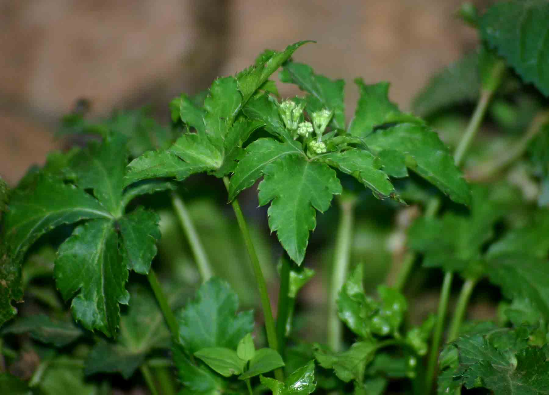 Sanicula elata