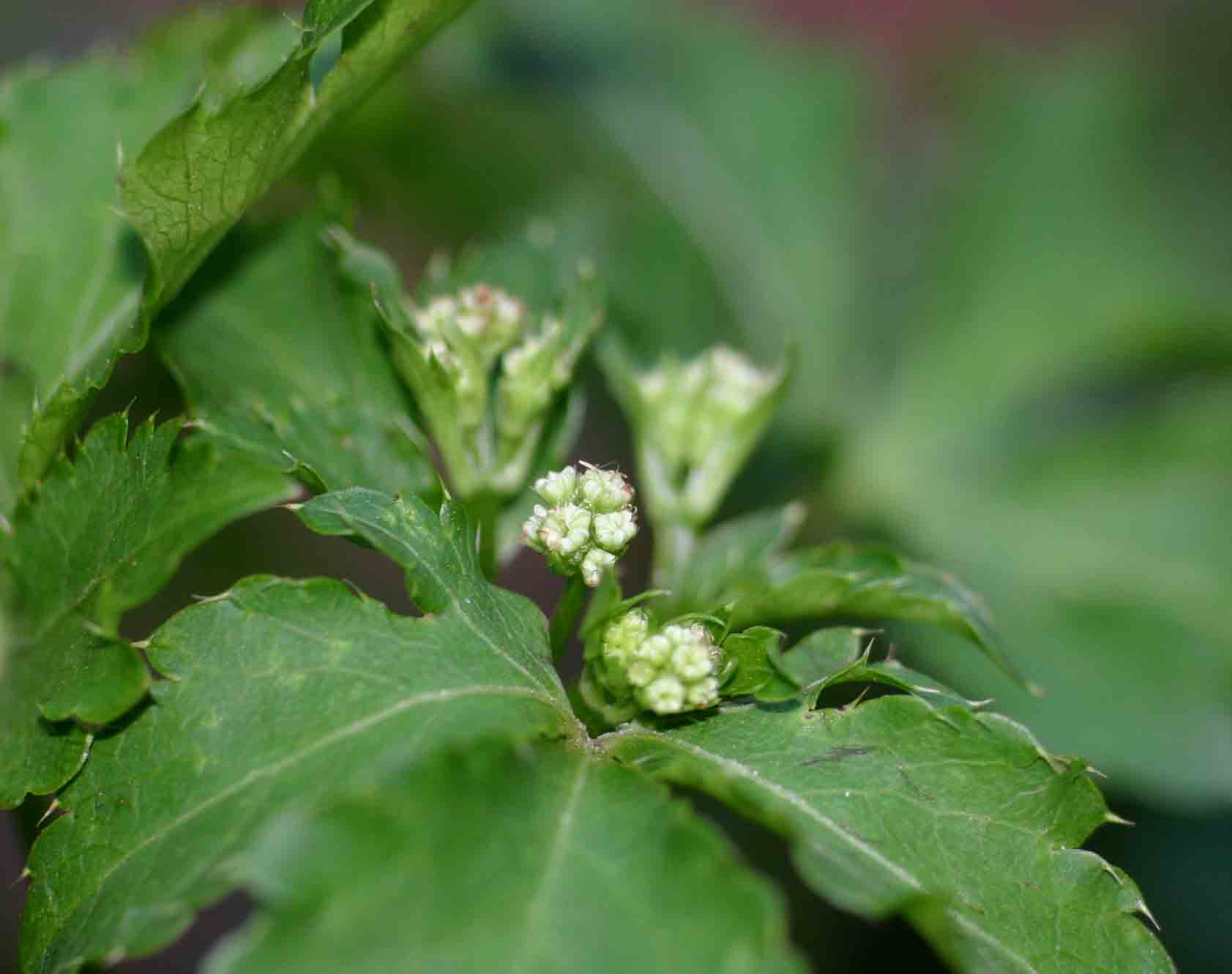 Sanicula elata