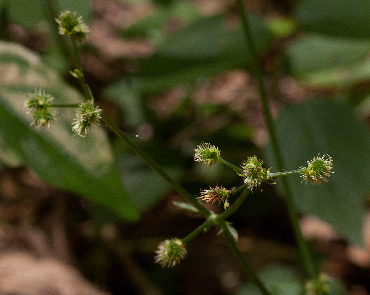 Sanicula elata