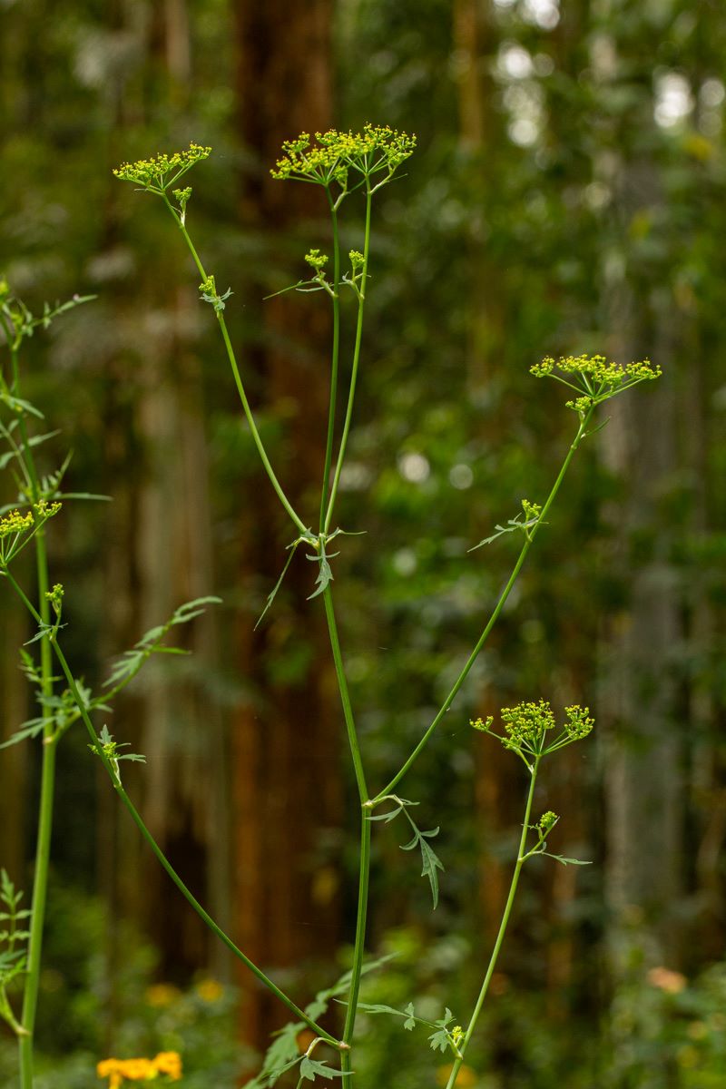 Lefebvrea grantii