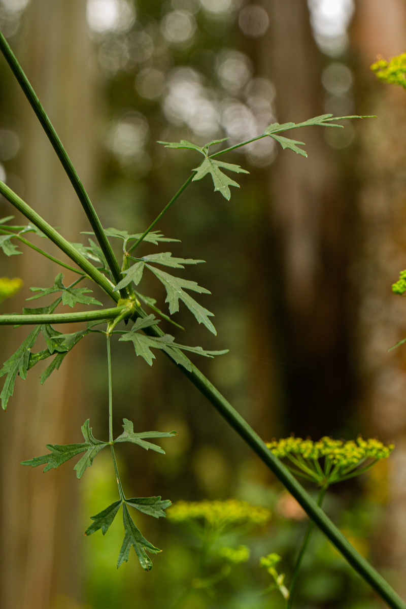 Lefebvrea grantii