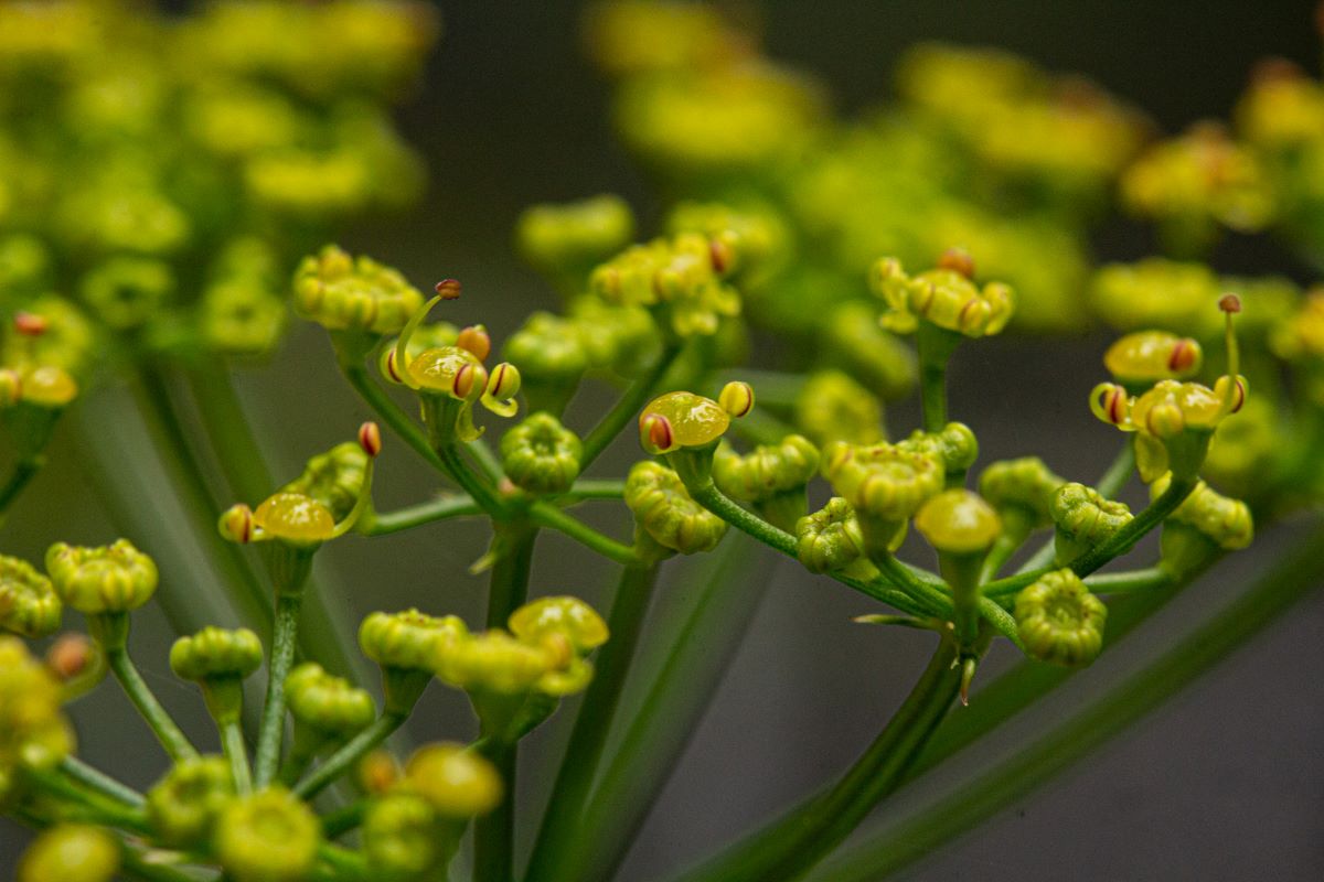 Lefebvrea grantii