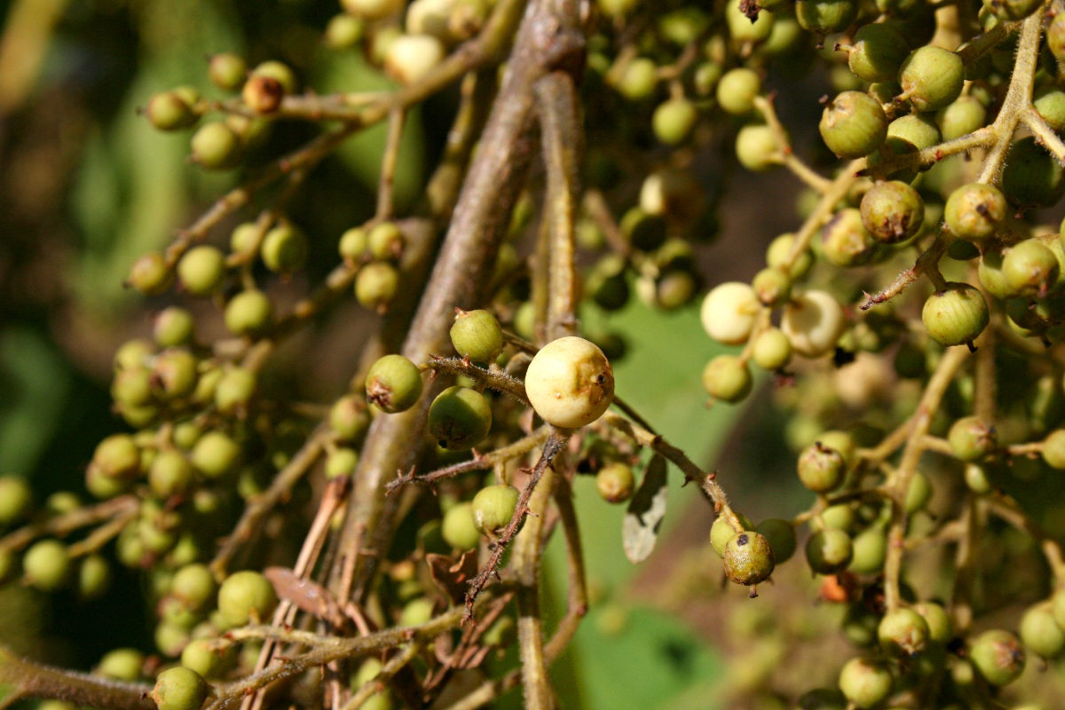 Maesa lanceolata