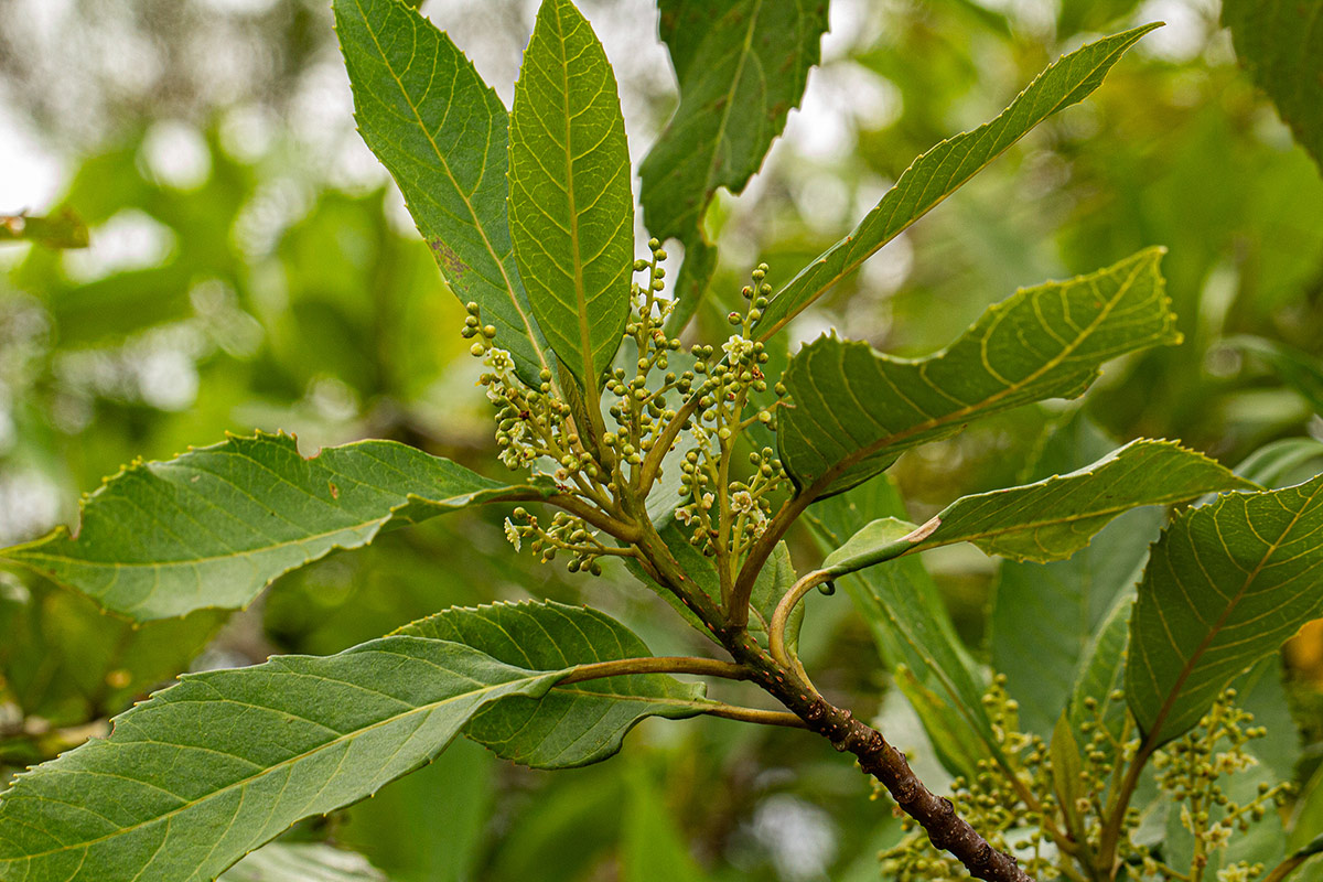 Maesa lanceolata