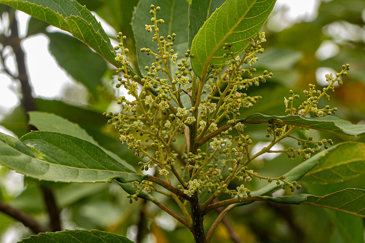 Maesa lanceolata