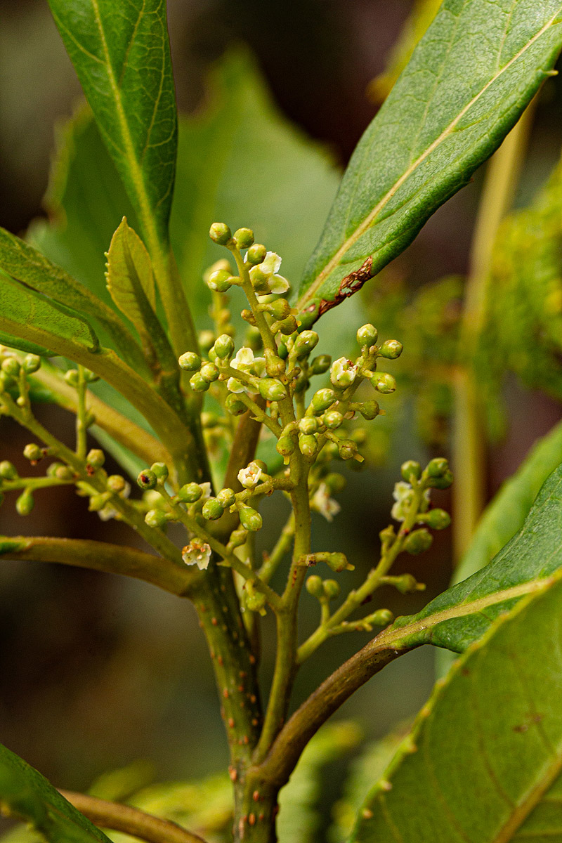 Maesa lanceolata